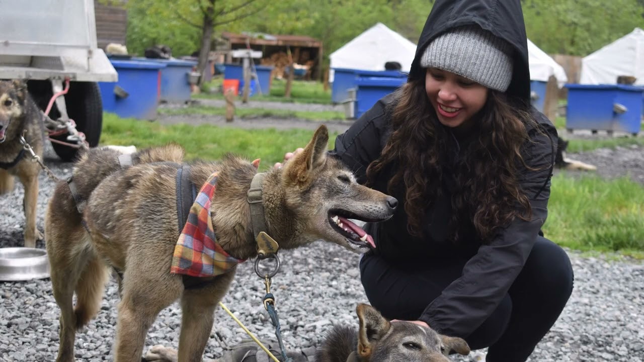 Juneau Alaska,  Gold Rush Dogs