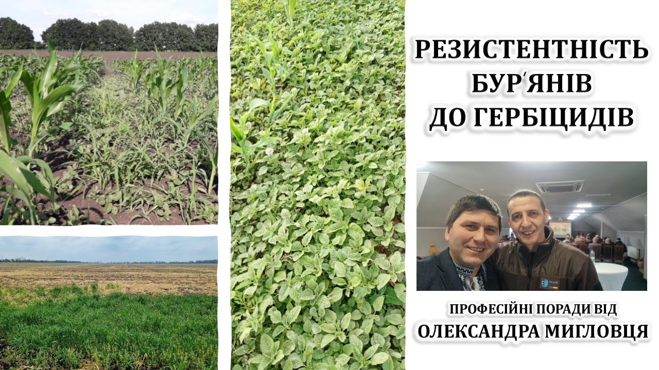 Резистентність бур'янів до гербіцидів
