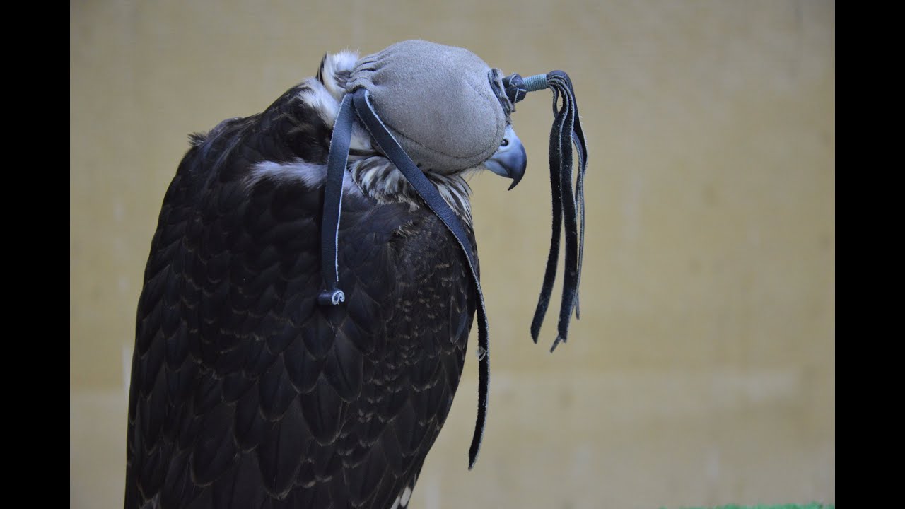 Falcon Souq, Doha, Qatar