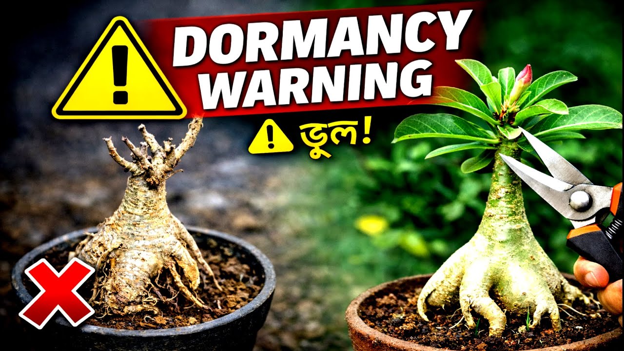 Adenium Dormancy Break কবে ও কিভাবে করবেন? | Adenium Pruning & Root Trimming Guide