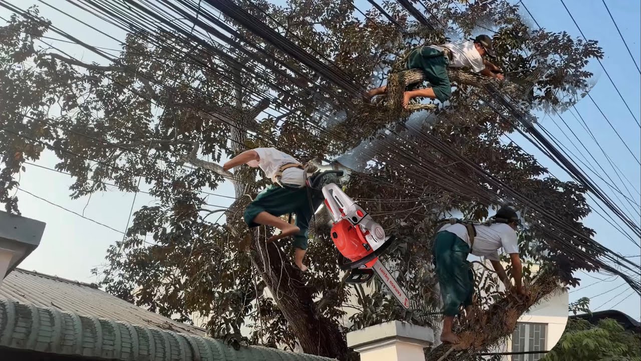 Cưa Cây Vú Sữa Nghiên Vào Nhà Nhiều Dây Điện Cưa Kỷ Thuật Cao 