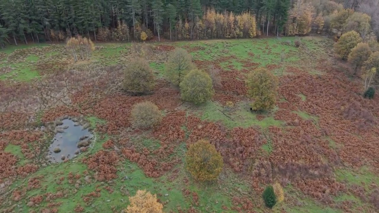 wharncliffe woods 2