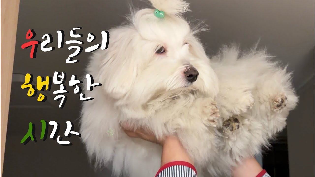 우리가 크리스마스를 보내는 법 l 고양스타필드 l 강아지 털관리 l 반려견 l 일상Vlog 