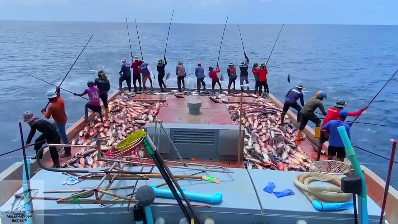 Maldives pole-and-line skipjack tuna🎣