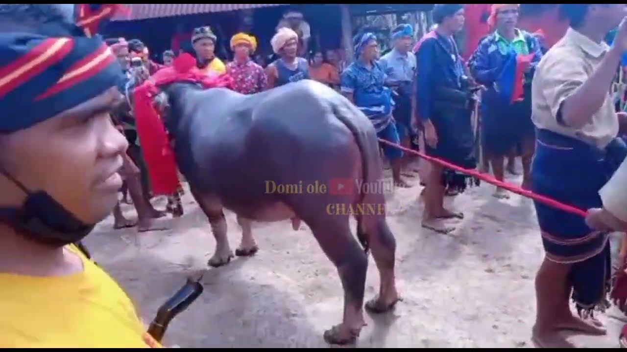 lagu baru Sumba ||versi budaya adat Sumba barat daya|| official music album Roni Bora.
