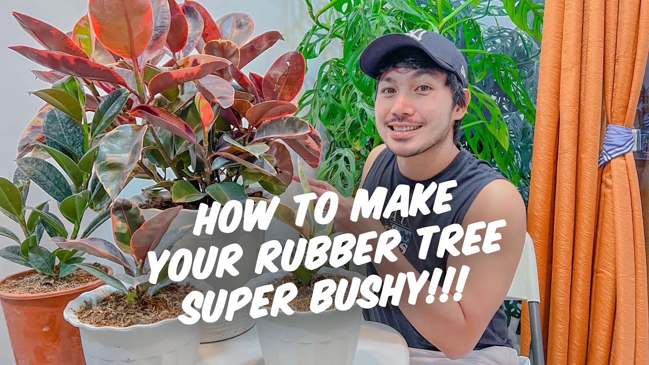 TIPS AND TRICKS TO MAKE YOUR RUBBER TREE SUPER LUSH AND HEALTHY!