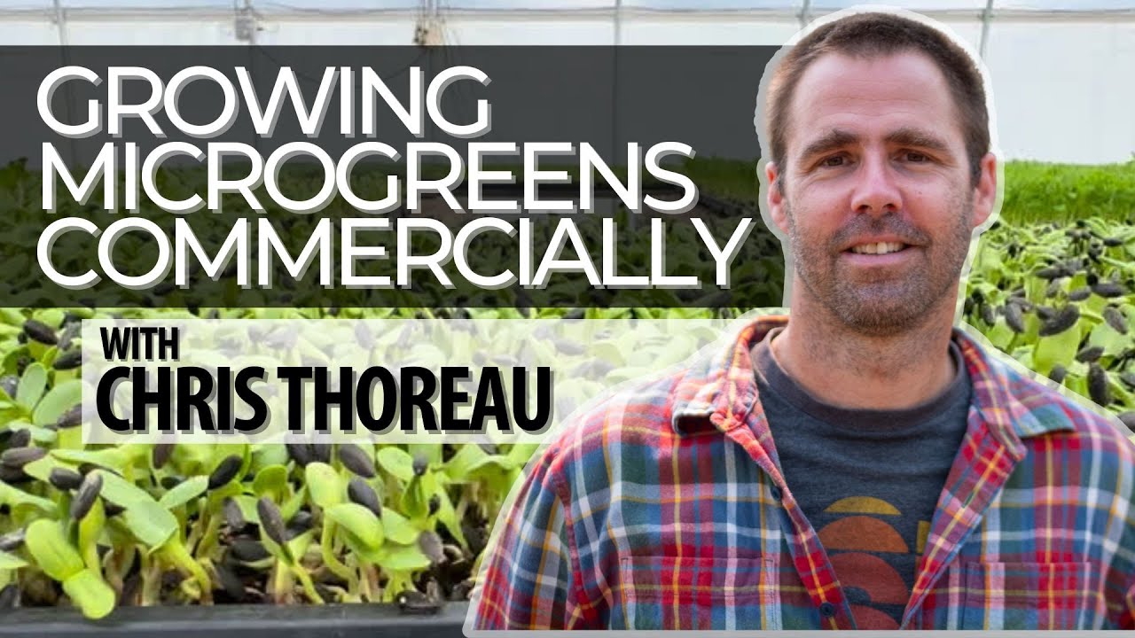 Growing Microgreens Commercially with Chris Thoreau