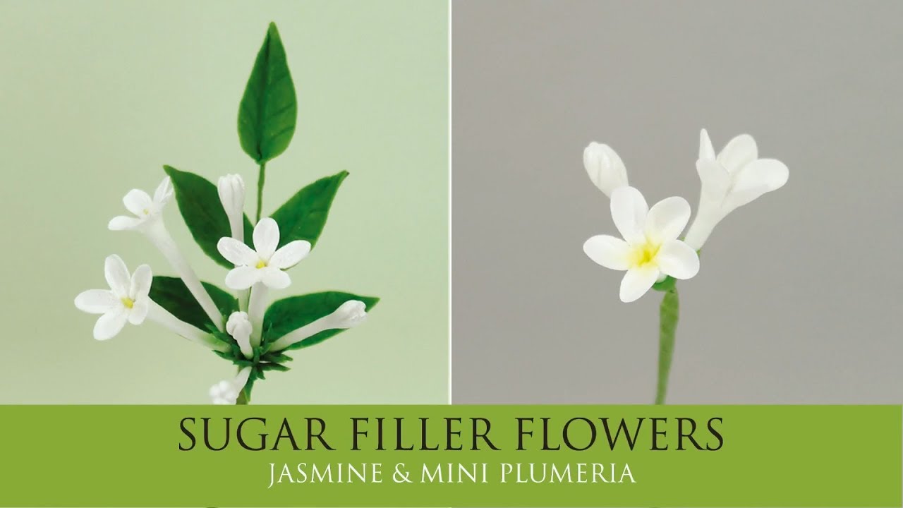 Make a Jasmine, Mini Plumeria | Sugar Filler Flowers Part 8
