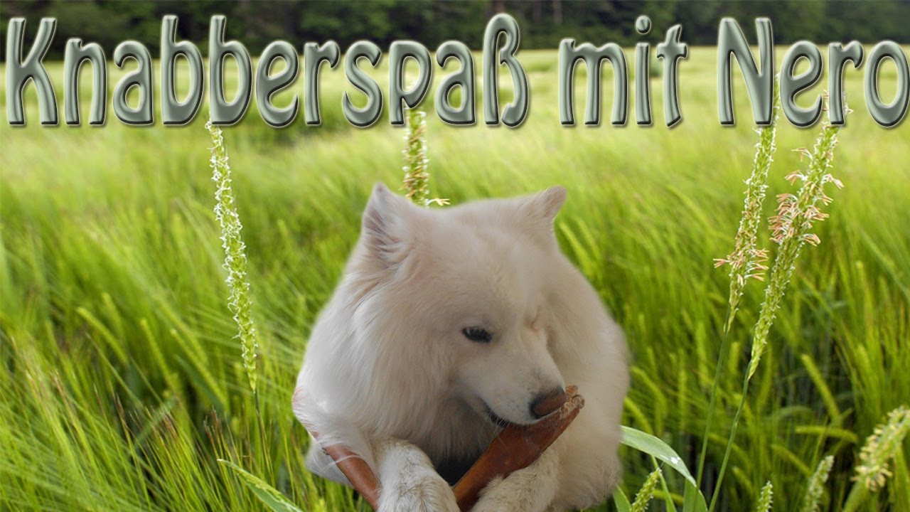 Knabberspaß mit Nero