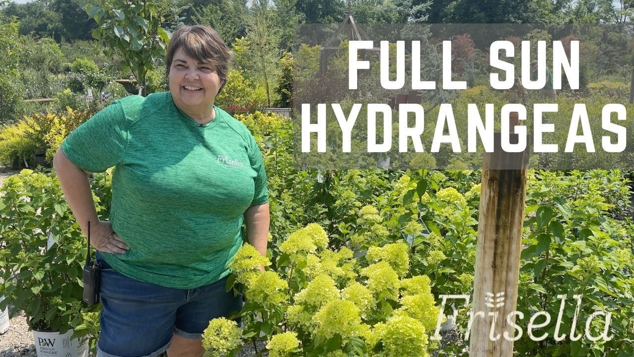 Full Sun Hydrangeas // Frisella Nursery