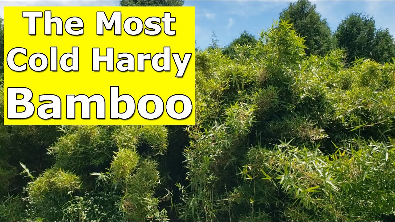 The Most Cold Hardy Bamboo