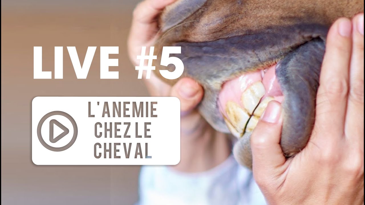 [ LIVE VÉTO 👨‍⚕️]  #5 Anémie chez le cheval