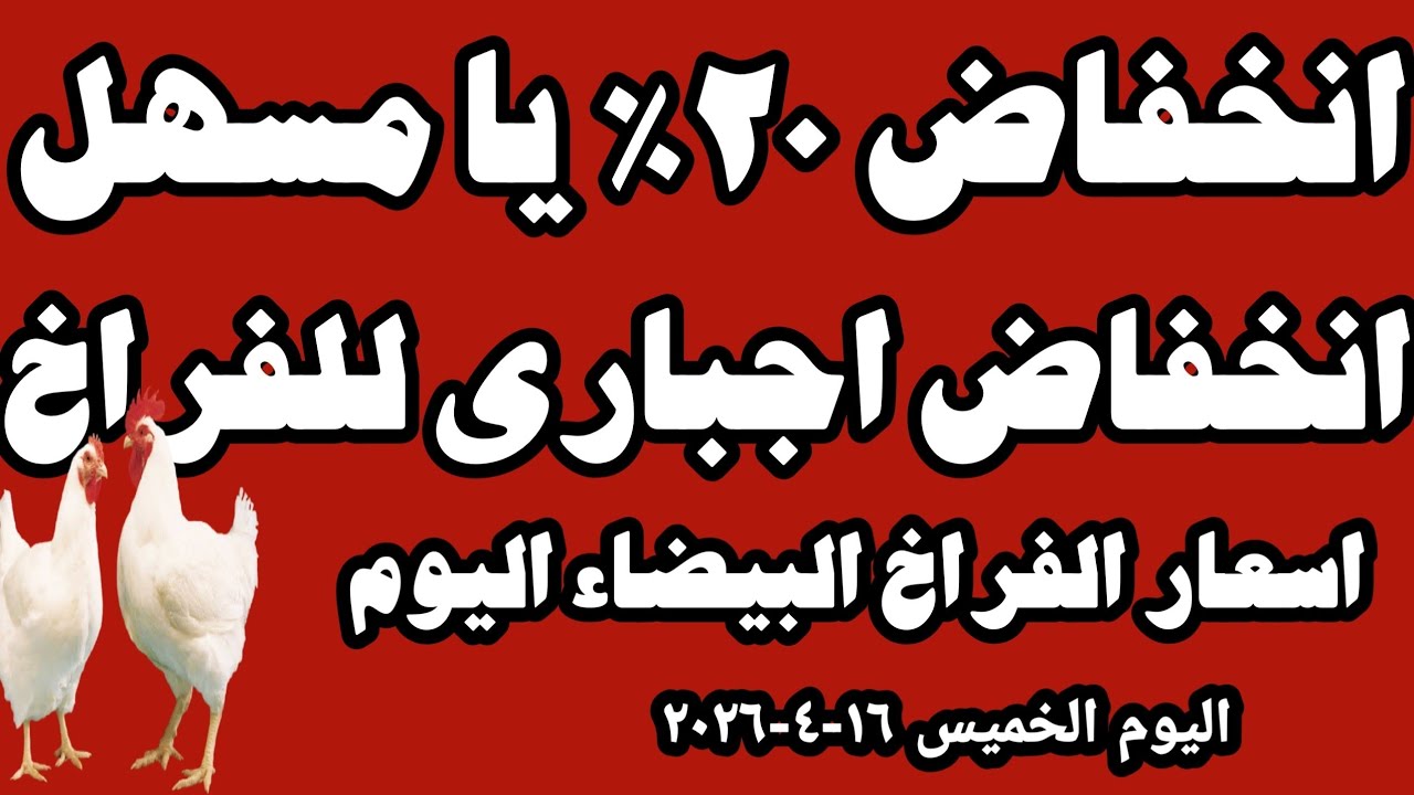 اسعار الفراخ البيضاء اليوم سعر الفراخ البيضاء اليوم الخميس ١٦-٤-٢٠٢٦ في المحلات في مصر 