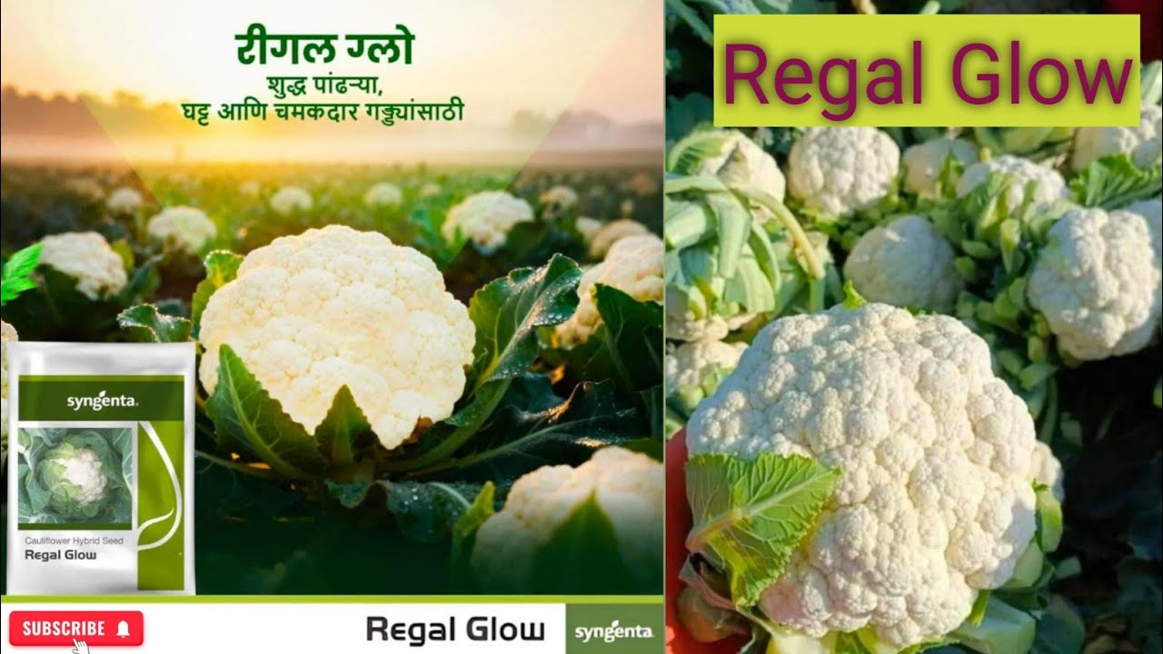 रबी हंगामातिल फुलकोबी वाण रिगल ग्लो # Syngenta Cauliflower Regal Glow plot #Cauliflower farming.