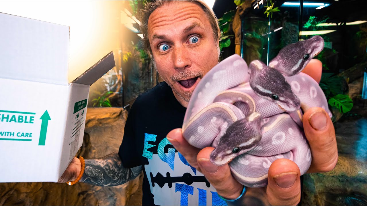 UNBOXING 14 PURPLE BALL PYTHONS!! | BRIAN BARCZYK