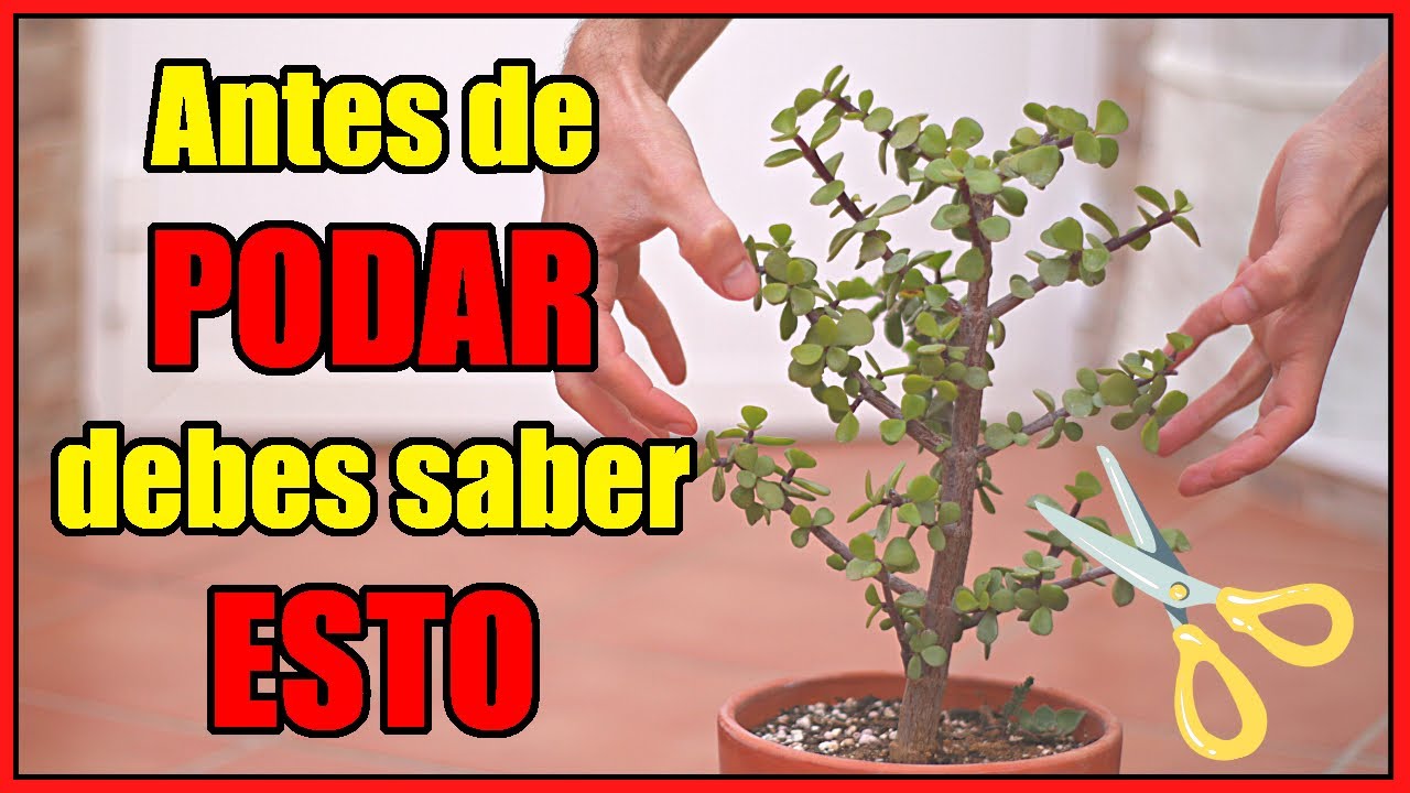 TRUCO básico de PODA 