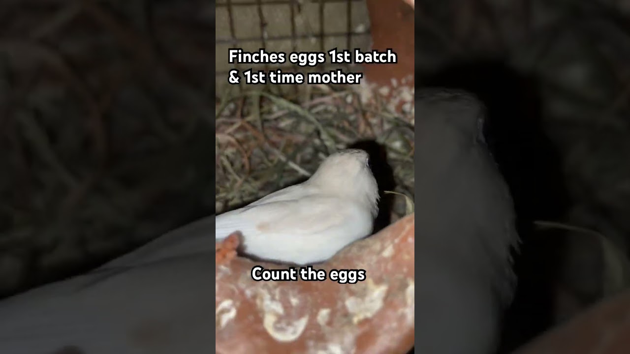 Finches birds first time laying eggs and it&rsquo;s 1st batch #breeding #brooding #handtamed #finches