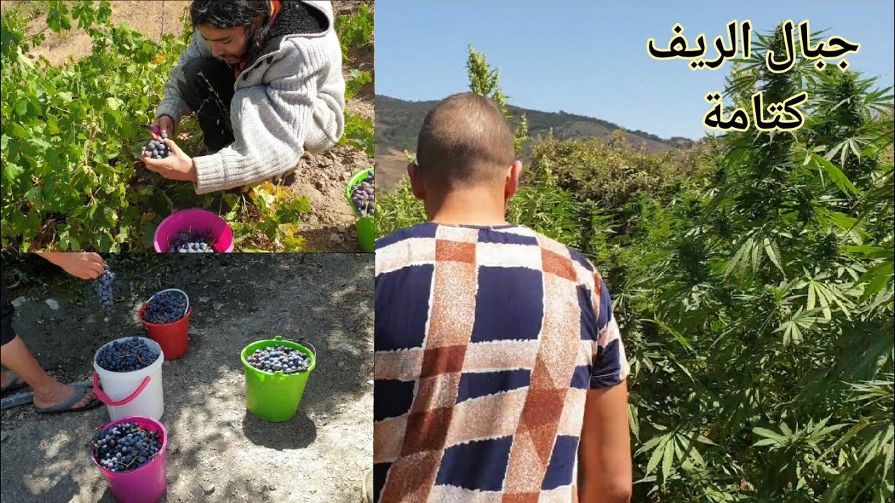 أيمن سمباي معي في حقول كتامة إستمتعو معي بخيرات 🍇ومناظر من قلب جبال الريف كتامةaymanSinpai