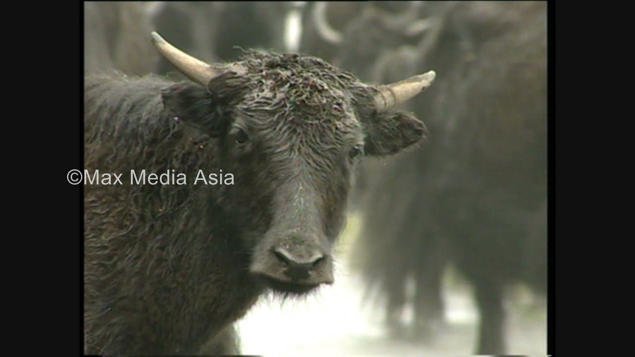 Bhutan  Sephu Farmers Herding Cattle Herdsmen