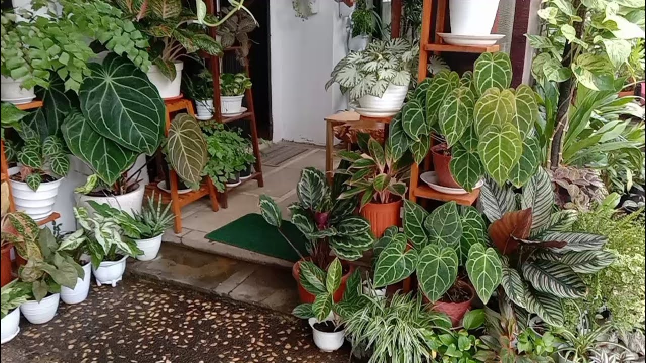Teras Rumah Cantik Dengan Tanaman Hias Calathea || Mengganti Pot Calathea yang Semakin Rimbun