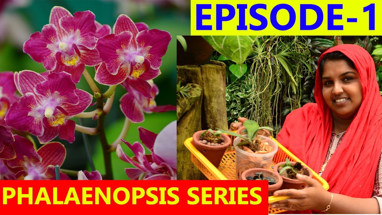 PALAENOPSIS || Live || PHALAENOPSIS ORCHID CARE MALAYALAM || EPISODE 1