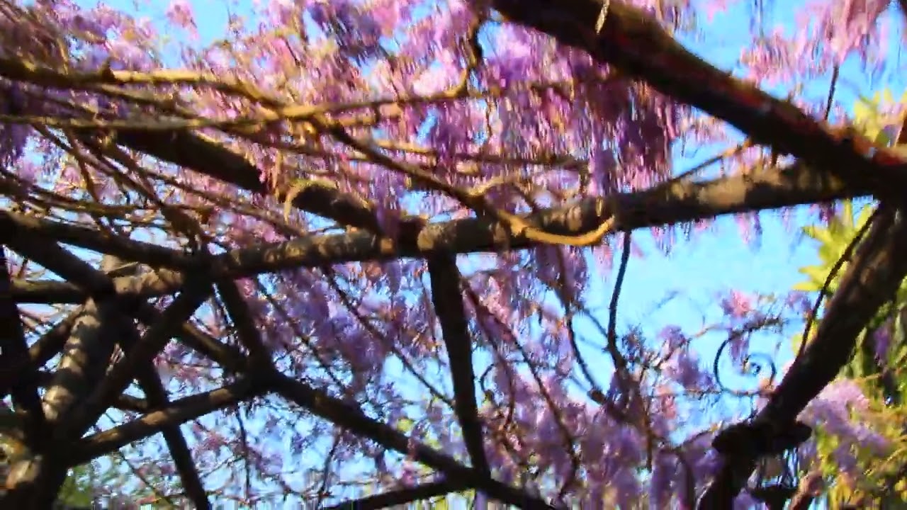 Il giardino incantato-Oasi di Lina e Michele De Angelis