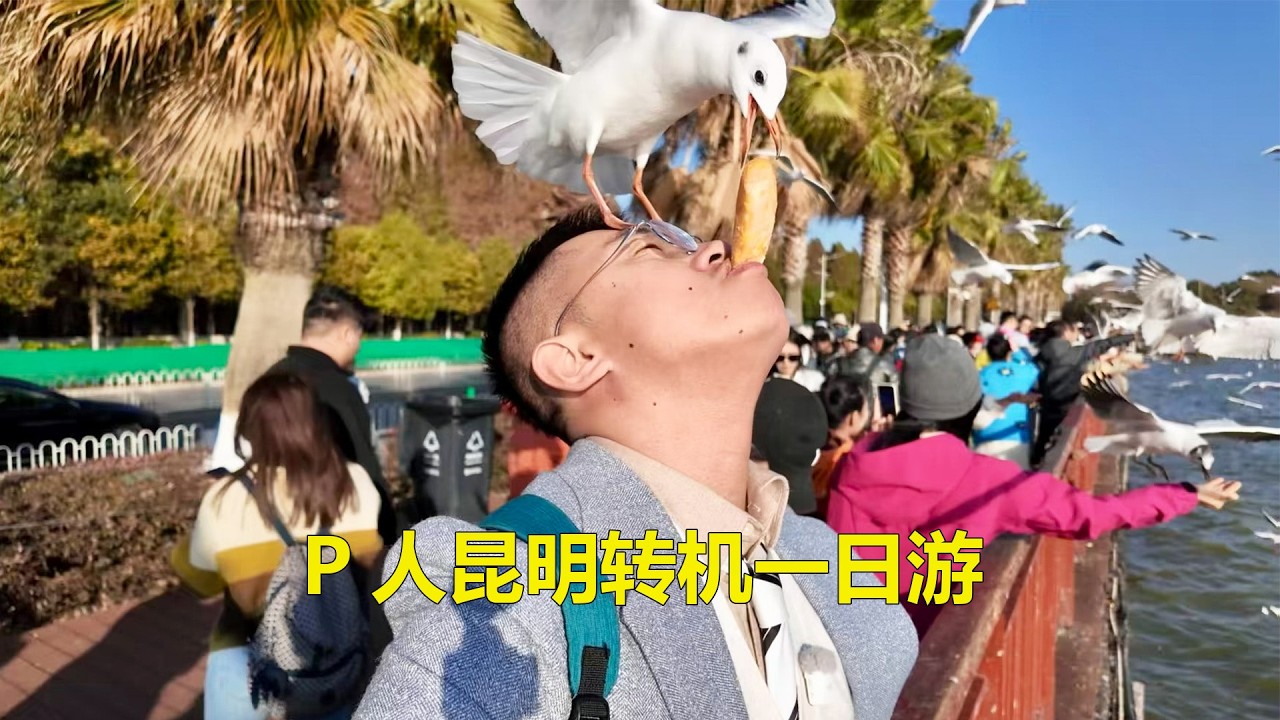 P人昆明转机一日游，昆明野生动物园+滇池喂海鸥。
