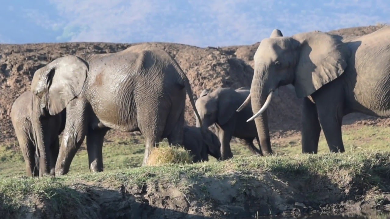 Combating Poachers in Lower Zambezi