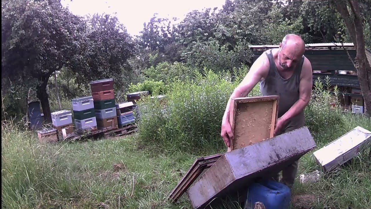 Meine Wildkamera: auf dem Imkerstand Nachts und Tags .