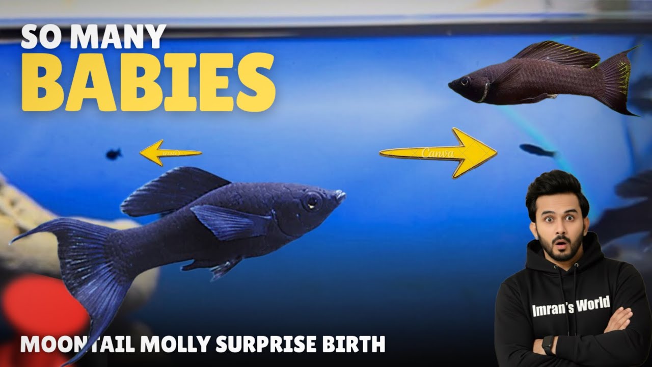 So Many Moontail Molly Fry! Black Moontail Molly Surprise Birth - Imran’s World