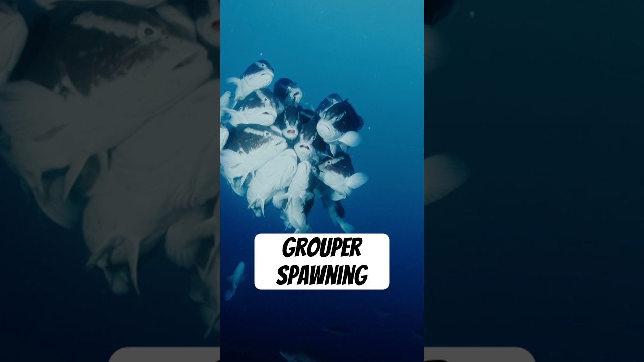 Nassau groupers gather together to spawn. #naturepbs #pbs #ocean #spawning #fish