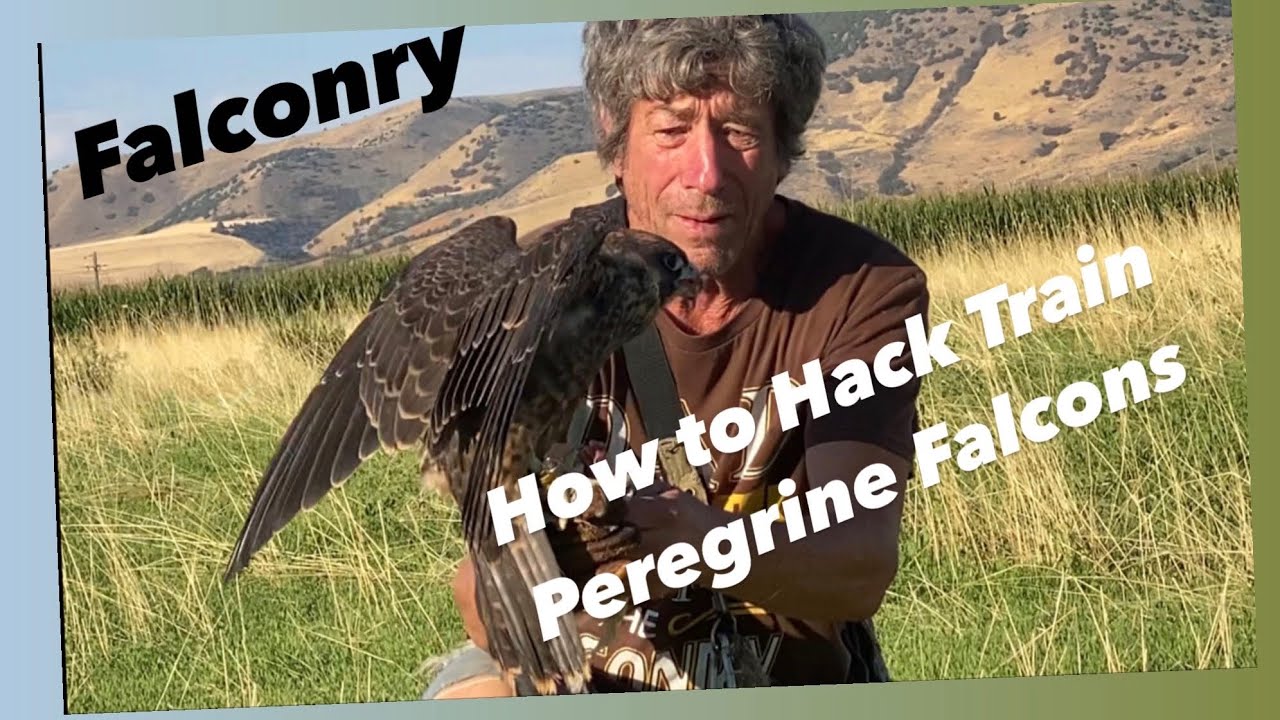 Falconry - Training Hack’d Peregrine Falcons
