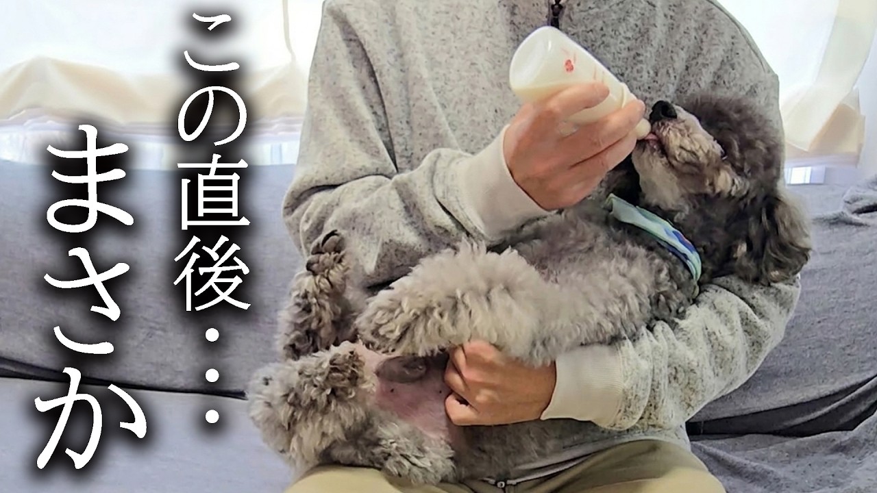 一口もごはんを食べない犬にミルクをあげてみた結果...