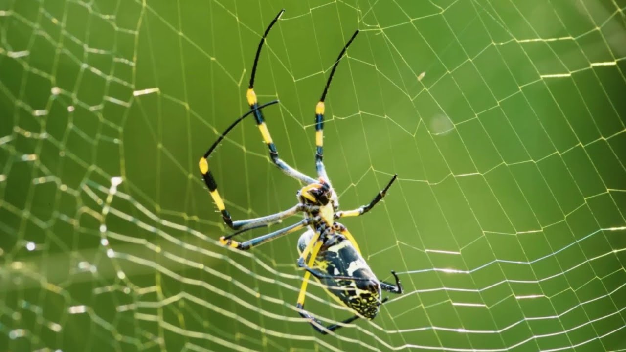 It's 'Spider Season' in Florida. Here's what that really means