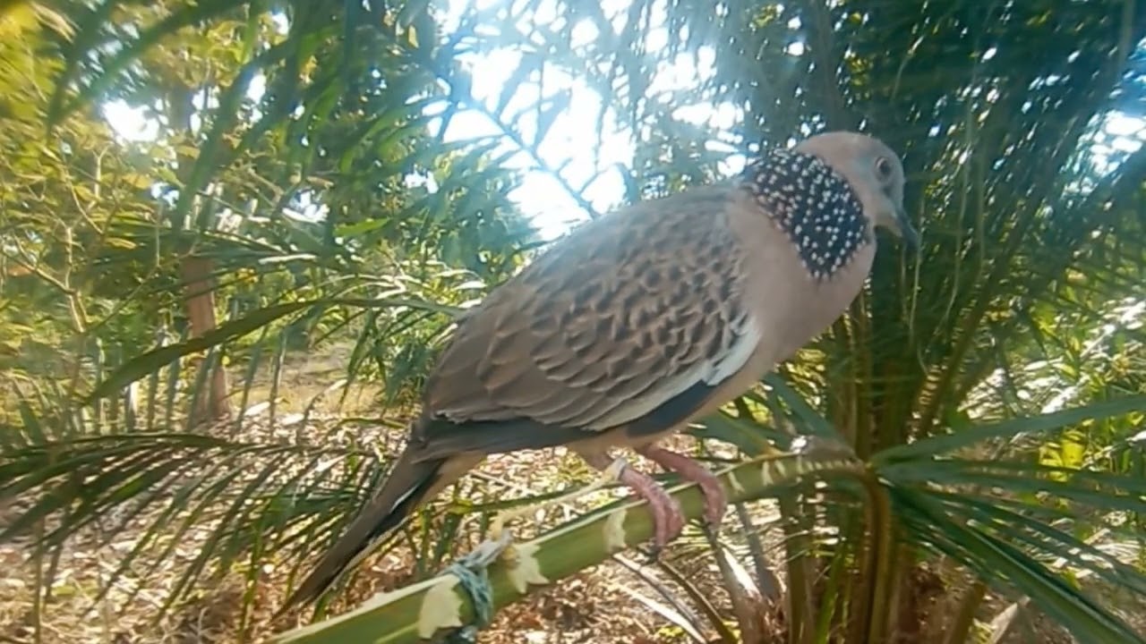 Suara pancingan tekukur bahan #birds #tekukur #burung #tekukurgacor #tekukurbetina #tekukurjantan 