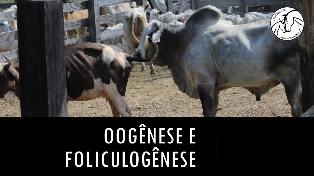 Oogênese e foliculogênese veterinária