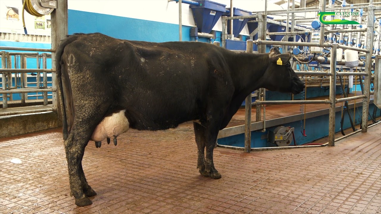 Dairy Breeding with Martin Raftice - Farm Walk And Talk