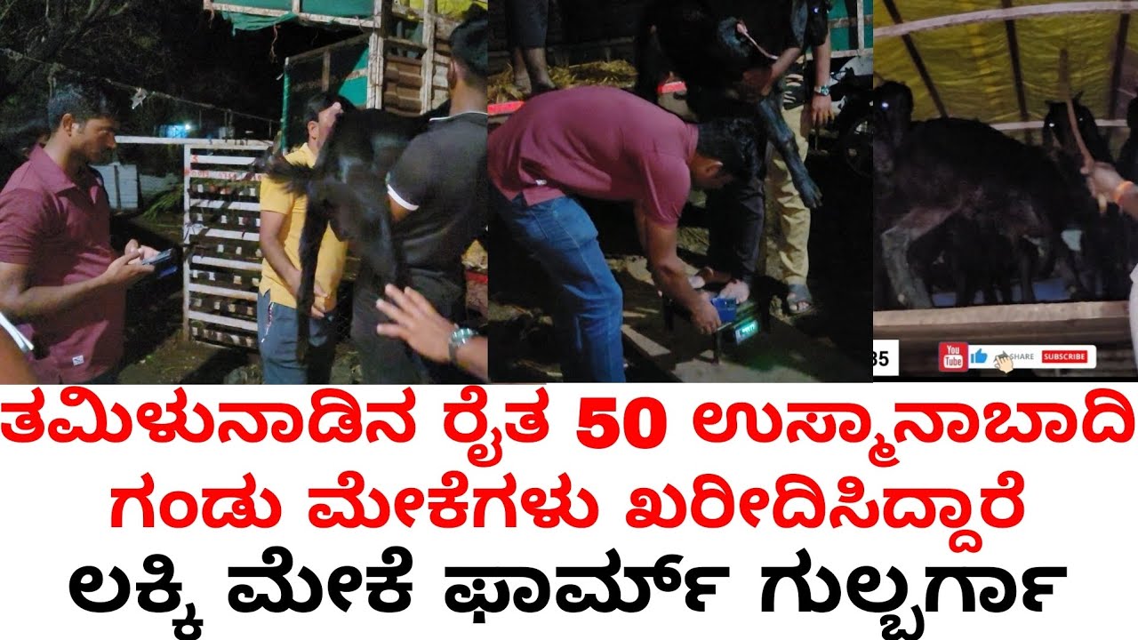 ತಮಿಳುನಾಡಿನ ರೈತ 50 ಉಸ್ಮಾನಾಬಾದಿ ಗಂಡು ಮೇಕೆಗಳು ಖರೀದಿಸಿದ್ದಾರೆ ಲಕ್ಷಗಟ್ಟಲೆ ಲಾಭವಿದೆ #tamilnadu #goatfarm