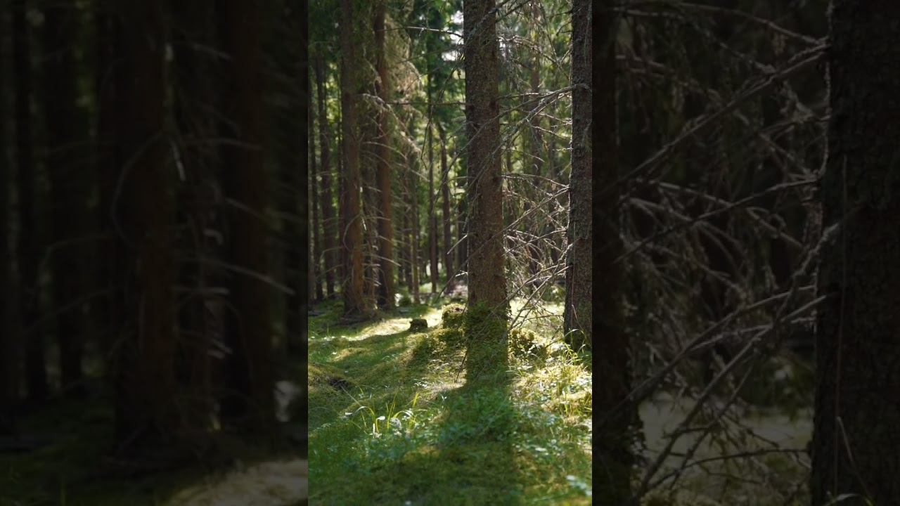 Old spruce #forest #moss #mystical #mindfulness #calmingmusic #zen #woods #fairies #calming #lotr