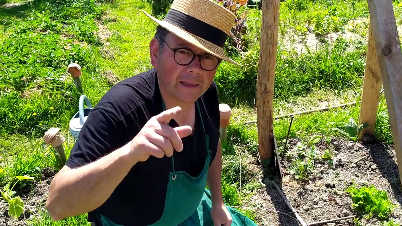 Semis en poquet de haricots rame (haricot tarbais) avec tuteurage solide !