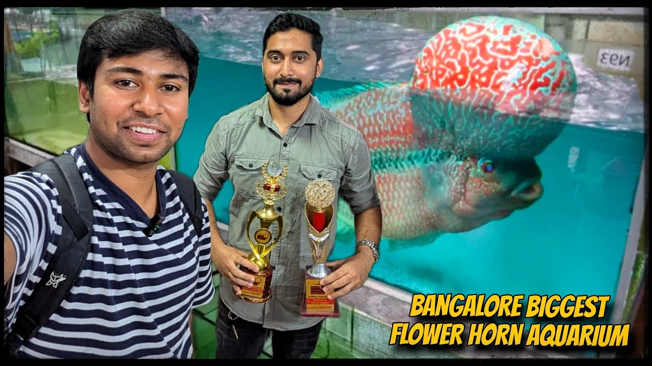Biggest flower horn aquarium shop in Bangalore this shop is an international award holder