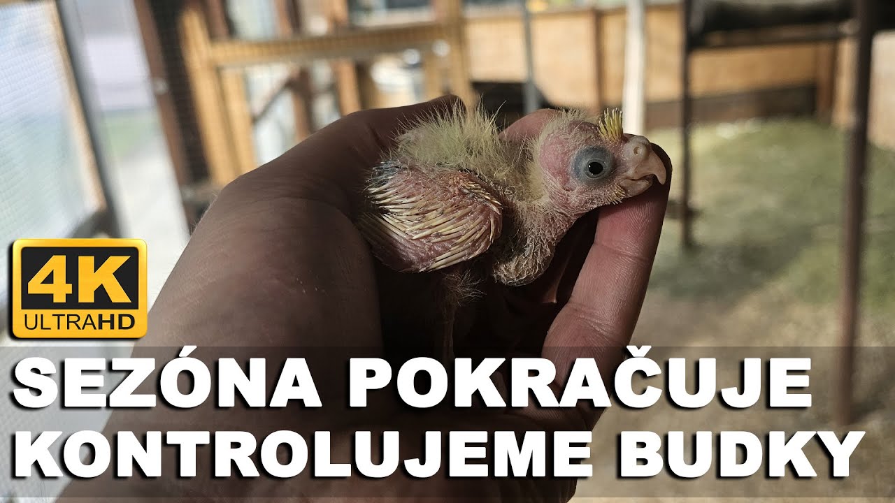 🔴[4K ] Sezóna pokračuje, kontrolujeme budky! 🐾 #KorelaChocholatá │KorelyEu