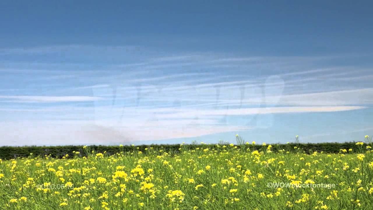 Rapeseed SF2078