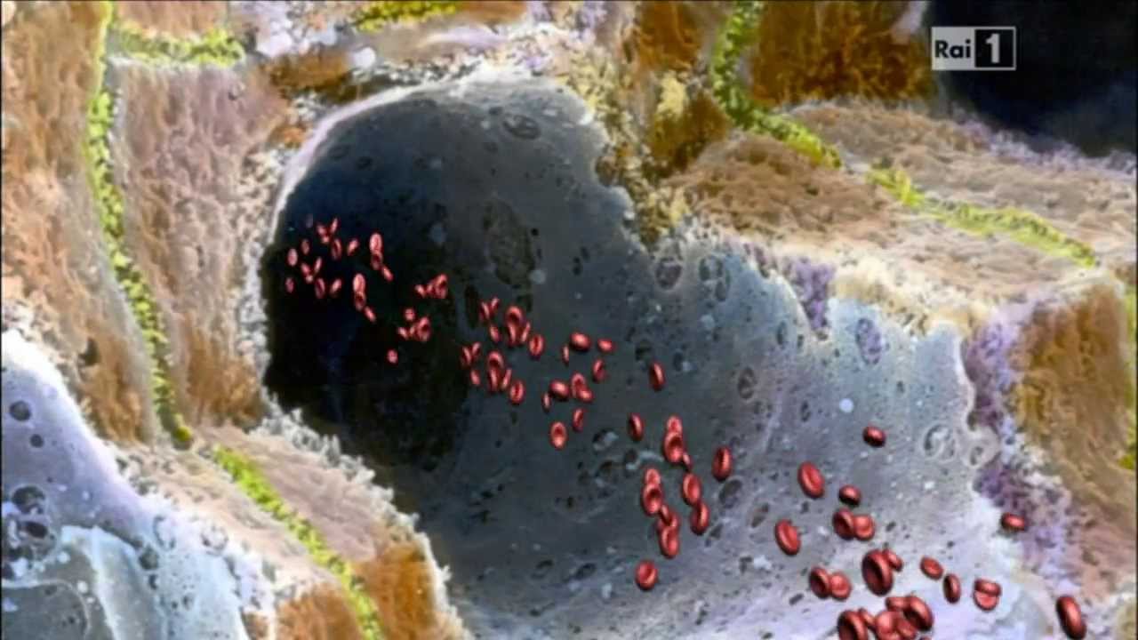 La digestione alla scansione elettronica