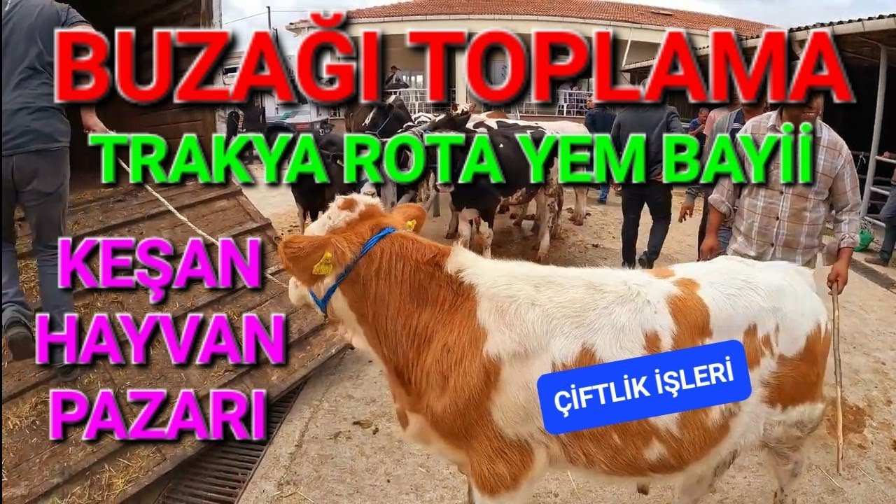 BUZAĞI TOPLAMA & KEŞAN HAYVAN PAZARI & TRAKYA ROTA YEM BAYİİ @CengizÇaylı #rotayem #hayvanpazari