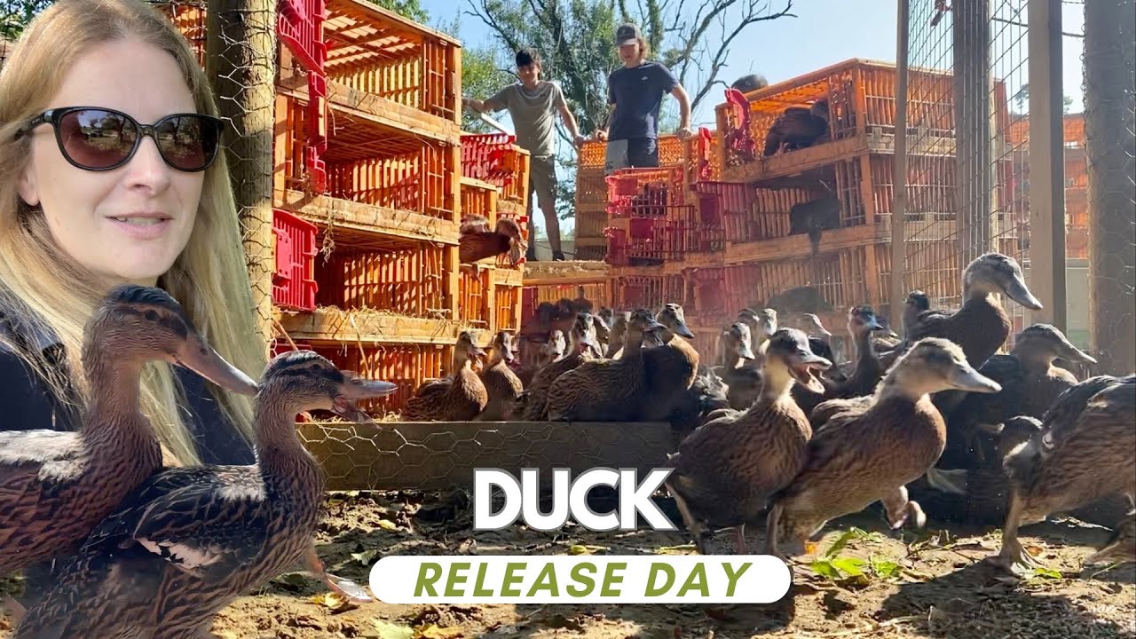 Settling In: Hundreds of Ducks Arrive at Their New Pond Home