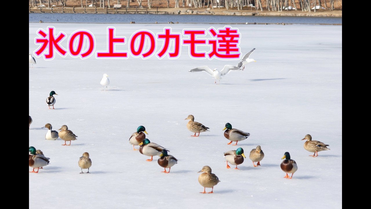 氷の上の野鳥達
