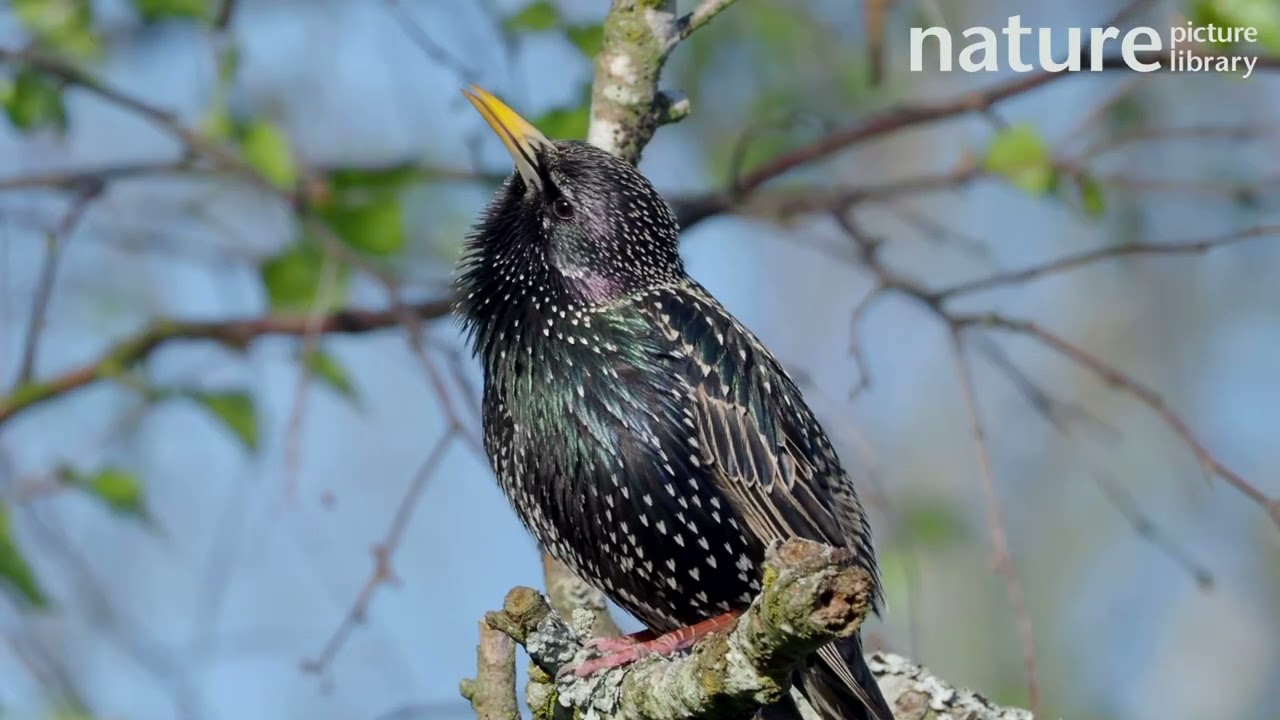 Common starling perching in Birch tree and calling before leaving frame, Germany