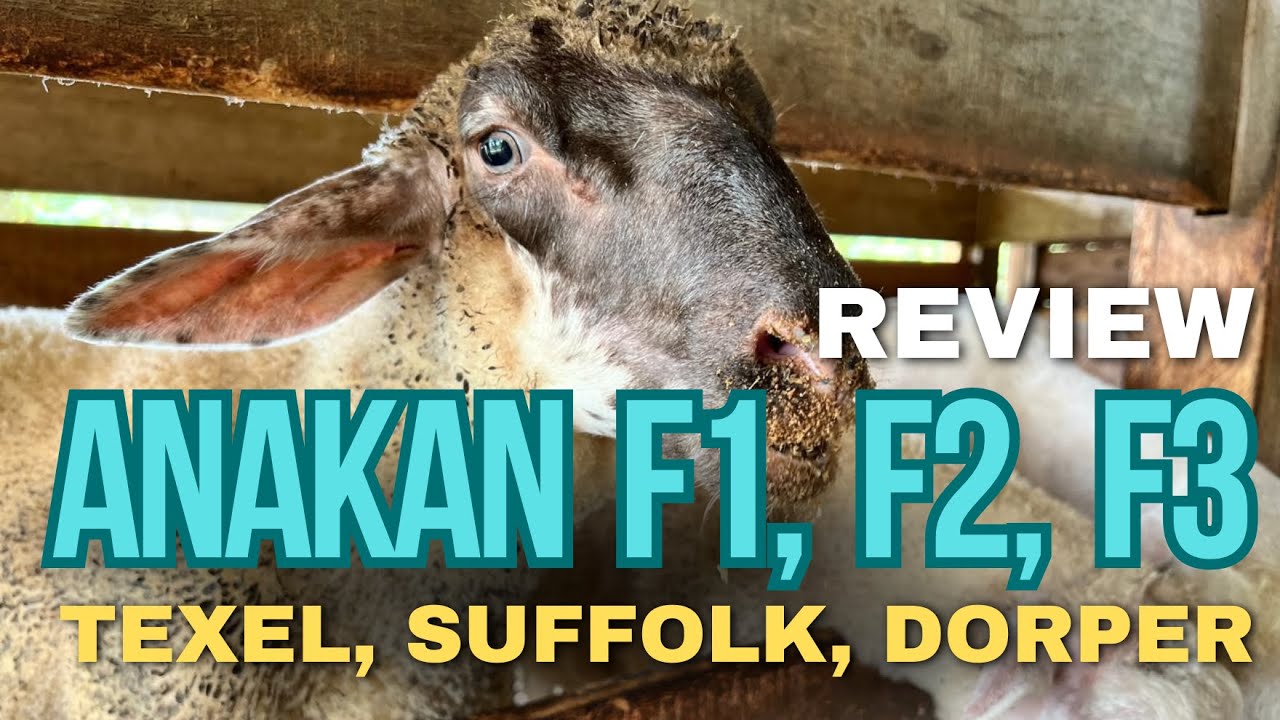 Ready stock F1, F2, F3 dorper, awassi, suffolk, texel