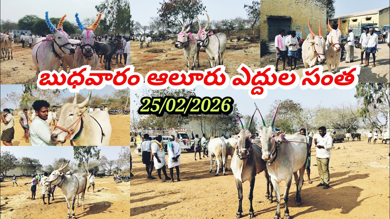 24/02/2026బుధవారం ఆలూరు ఎద్దుల సంతలో ధరలు ఏ విధంగా ఉన్నాయో చూడండి ఫ్రెండ్స్ //alluru bulls market //